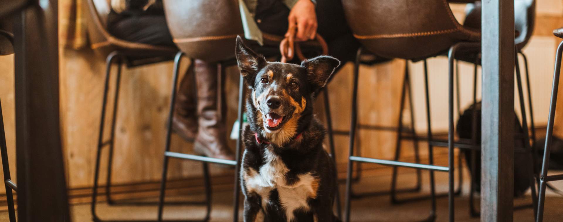 A dog sat proudly in the Ship Inn at Sewerby