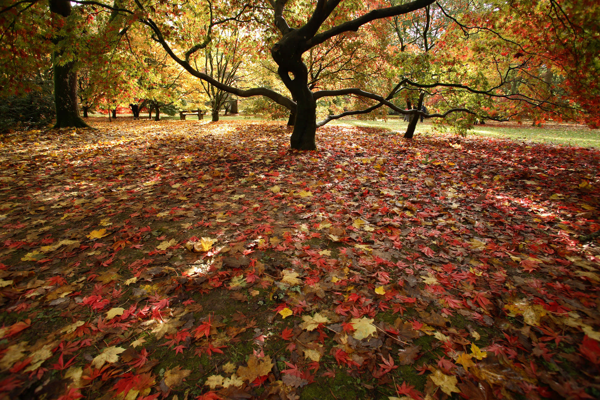 Fallen leaves in myriad of reds, browns and yellows blanket the ground beneath magnificent trees at Westonbirt Arboretum