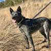 Muskegon: Michigan's Pawsome Pet Paradise! Beaches, Parks & More!