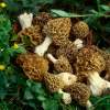 Muskegon Morel Mushroom Hunting: A Spring Foraging Guide