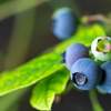 Berry Picking in West Michigan: A Sweet Summer Tradition