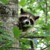 West Michigan Zoos & Animal Encounters