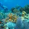 Video Thumbnail - youtube - Coral Restoration Ecotourism in the Florida Keys