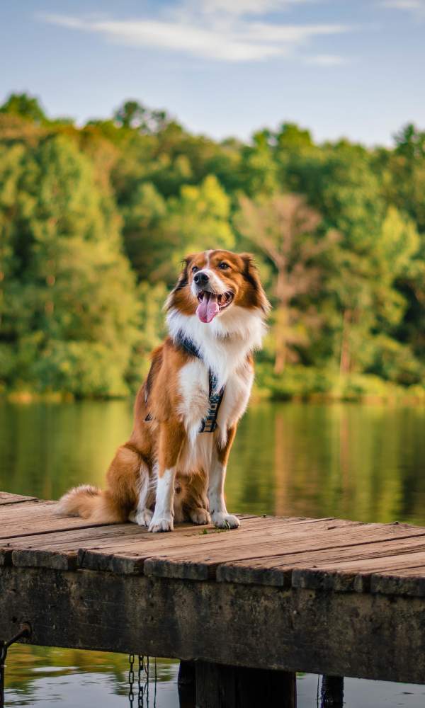 Dog on the Chewacla Pier