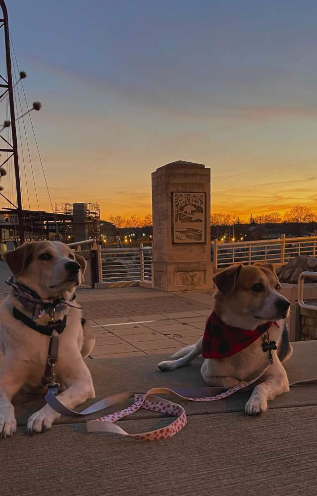 Two dogs lay on the trail by the Mishawaka River Walk Foot Bridge at winter sunset.