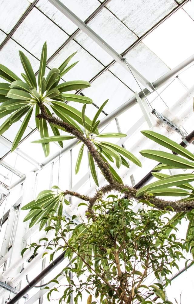 A zen photos of a plant at the Potawatomi Conservatory