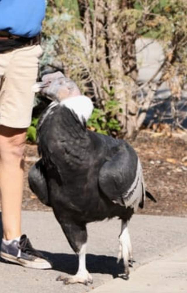Andy the Andean condor at Tracy Aviary
