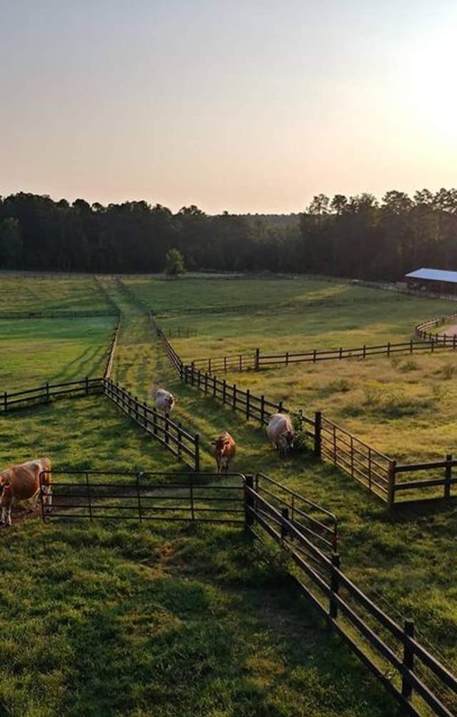 Cow pasture