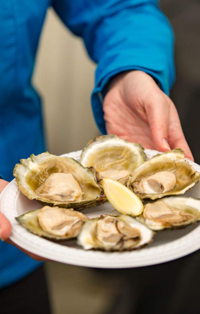 Bluff oysters store