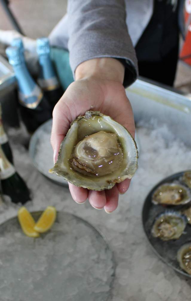 Bluff Oysters