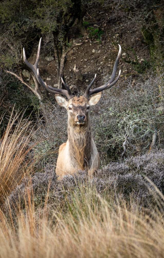 Fiordland Big 3