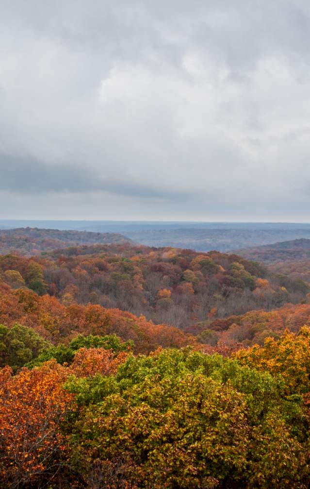 Hoosier National Forest Fall Tree Tops