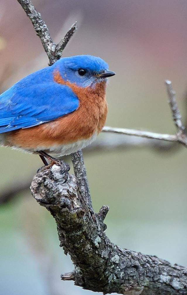 An eastern bluebird perched on a tree branch