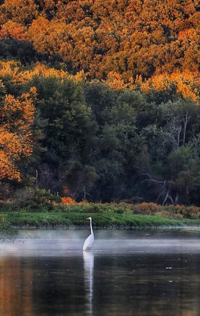 Two birds wading in Monroe Lake at the Stillwater-Northfork Waterfowl Resting Area