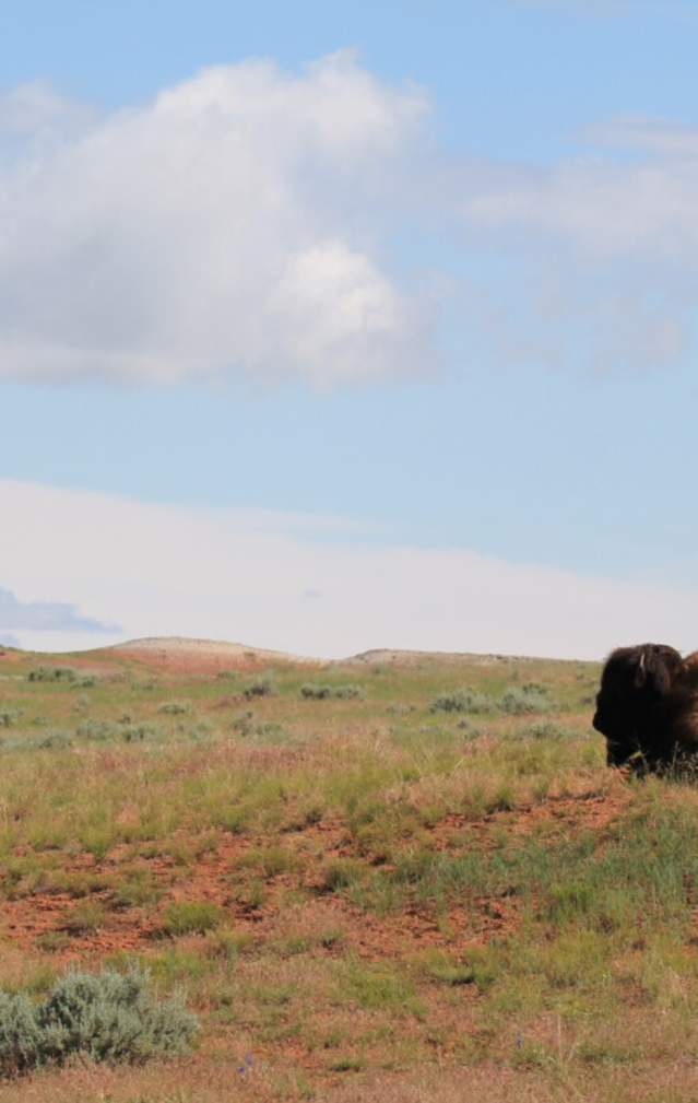 Plains bison