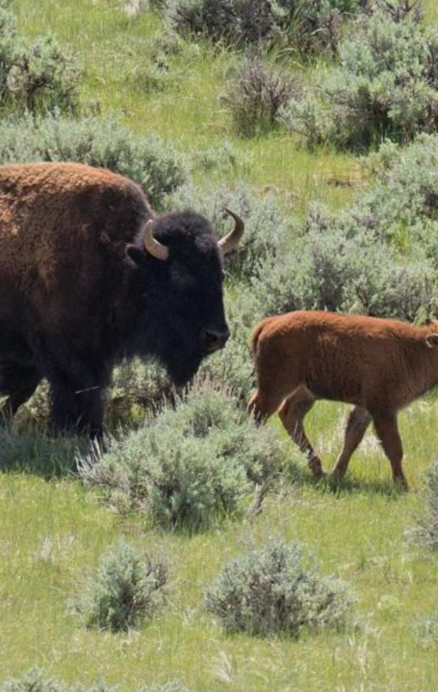 American bison with its calf