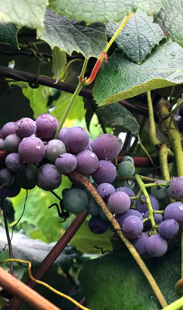Canandaigua lake wineries online