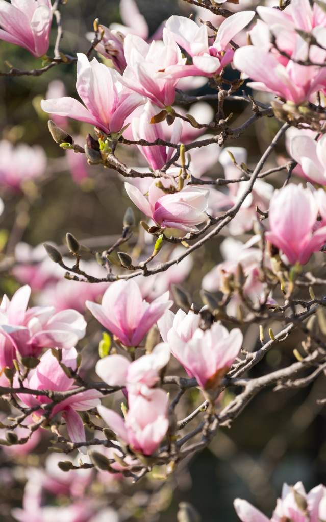Pink Flowers