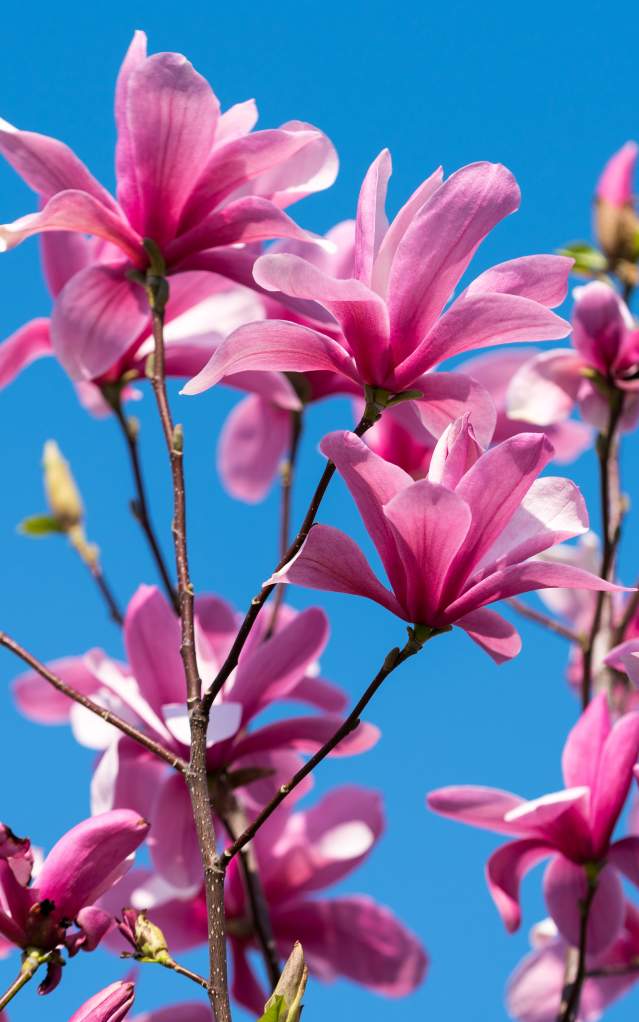 Pink Flowers Blue Sky