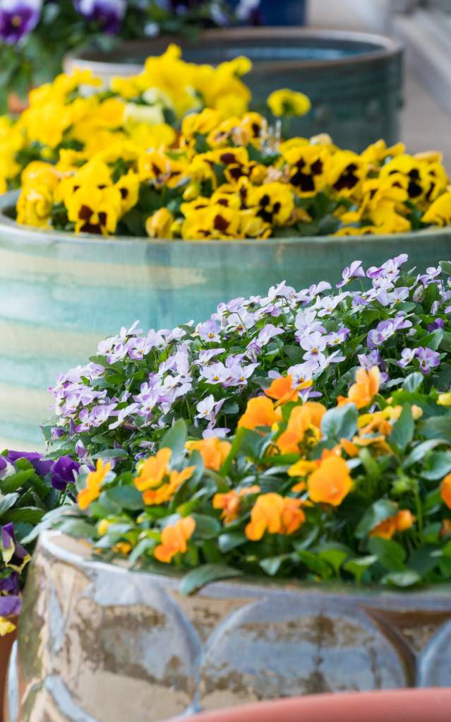 Flower Pots