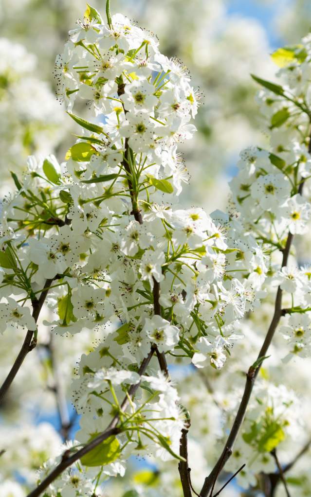 White Flowers