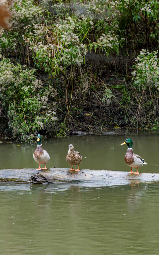Ducks