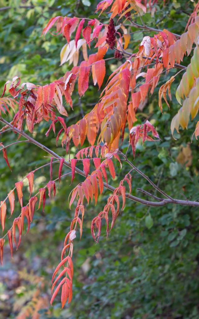Red leaves