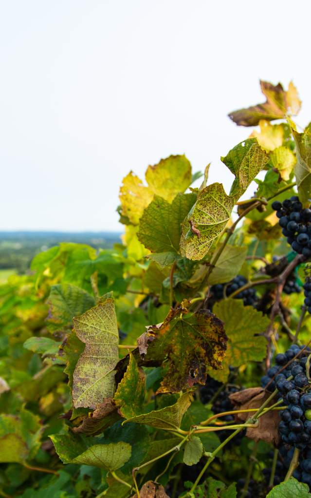 5 Wine Varietals to Try in Loudoun