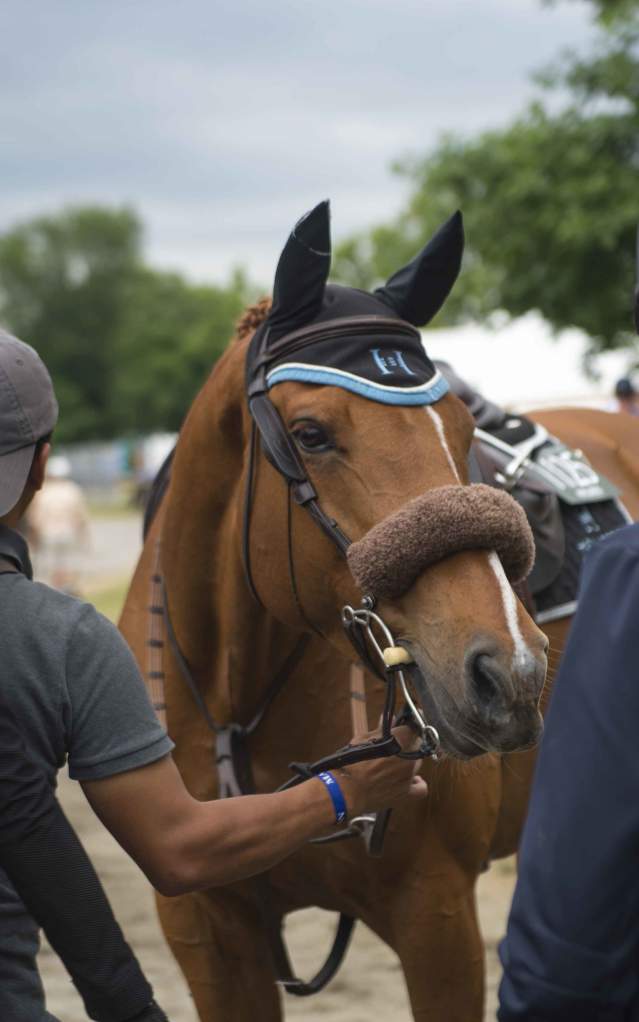 Horse & Jockey getting ready