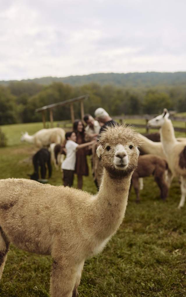 Alpaca looking at you with family and caretaker in background