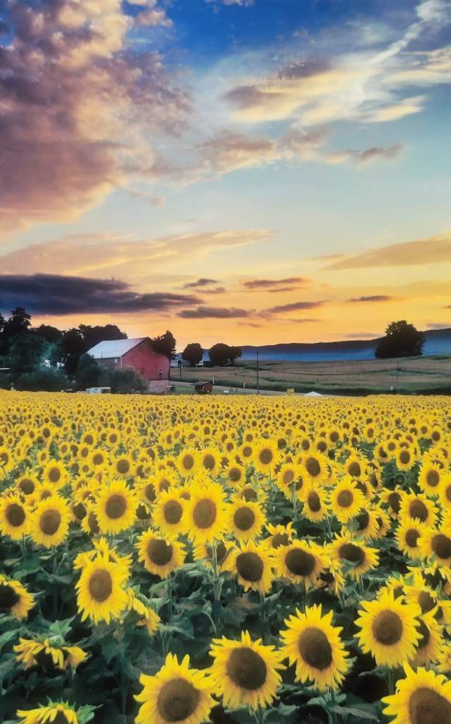 Sunflower Maze Agritourism
