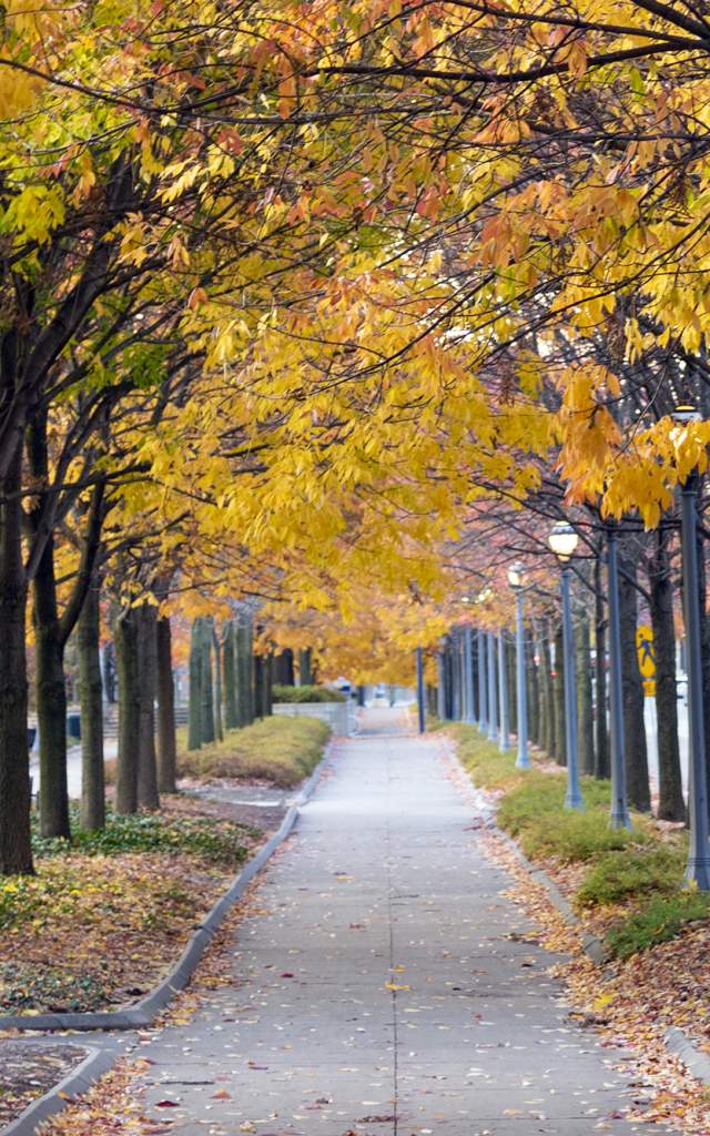 Fall foliage along Clinton Street at Headwaters Park in Fort Wayne.