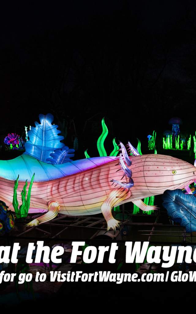 Axolotls on display at the Fort Wayne Zoo's Glo Wild event