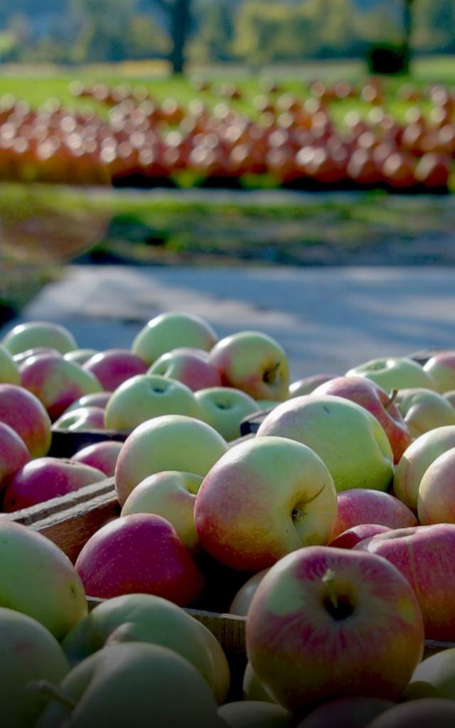 Fall Festival at Cooks Apple Farm