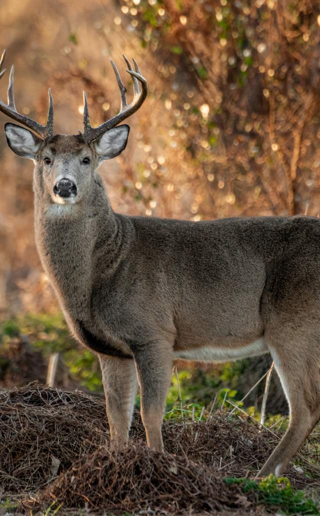 White tailed deer at sunrise