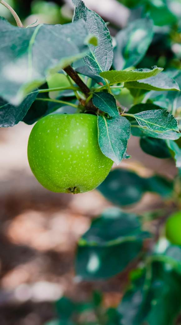 Fall on the Farm: Your Guide to York County Agritourism This September & October