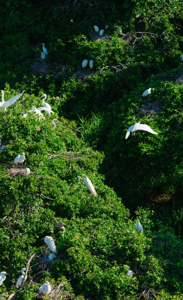 Wings Over Wilmington & the Brandywine: Exploring Birding Hotspots in Delaware's State Parks