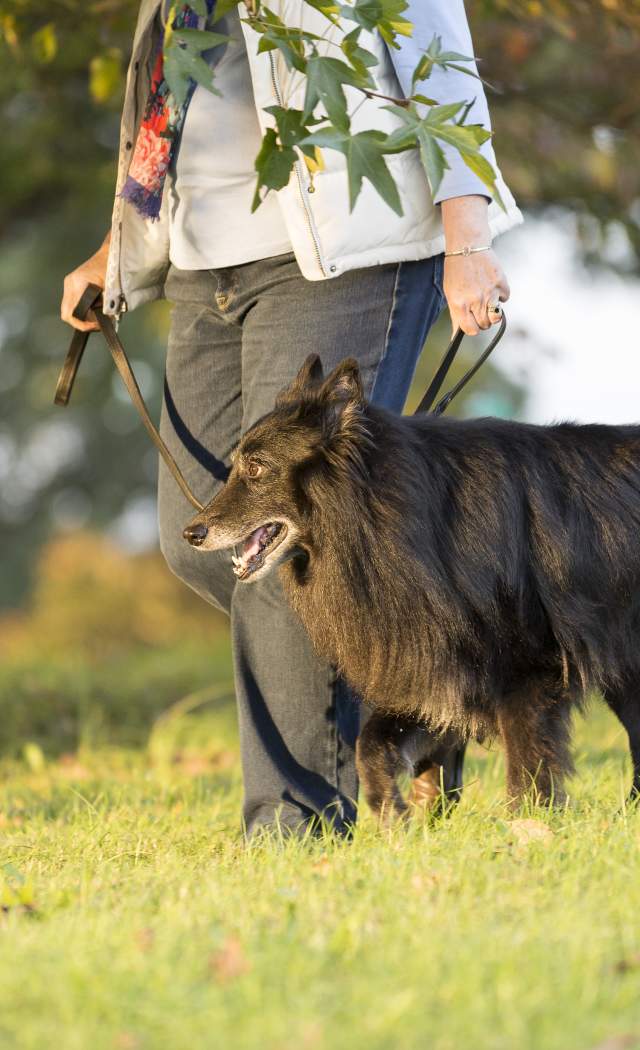 Dog being walked in park
