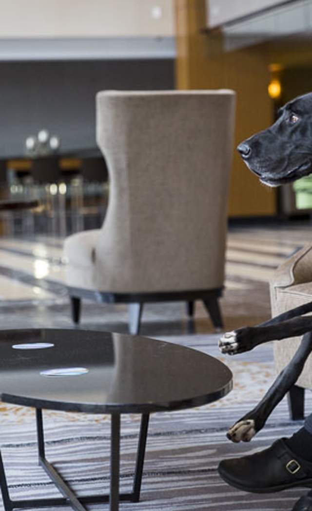 Pet Friendly Sheraton