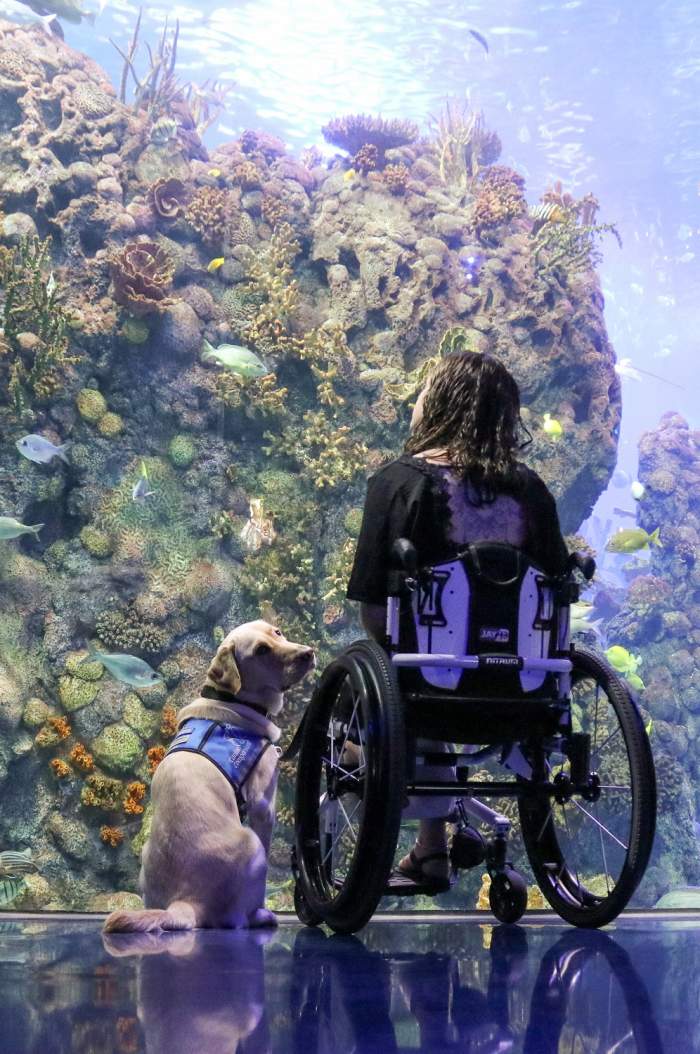 Going the Extra Mile: A Guide to Accessibility in Branson 