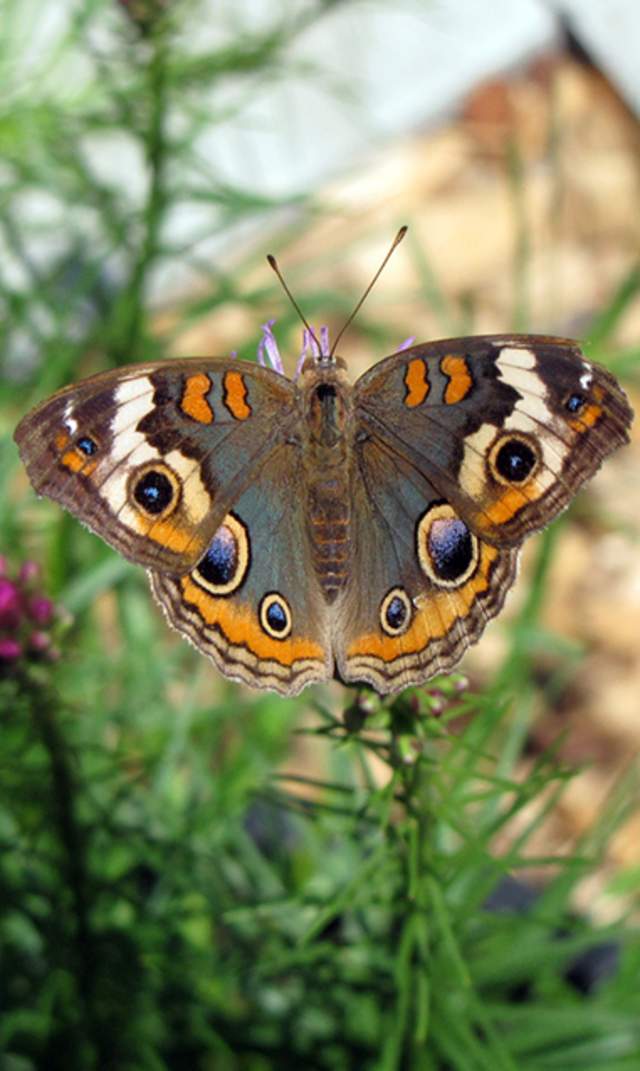 Butterfly Garden - Bourne