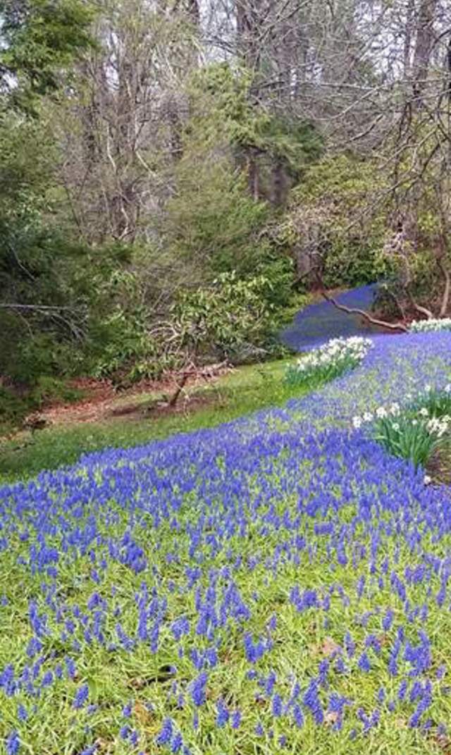 Heritage Bulb River