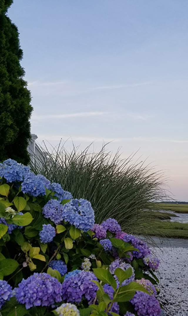 Hydrangeas