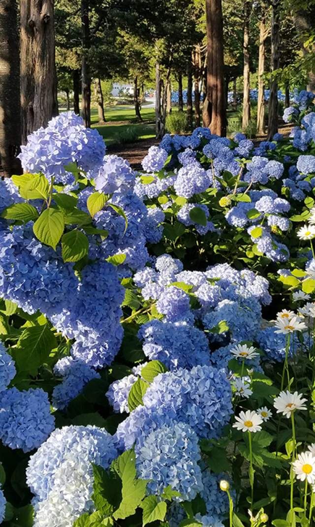 Hydrangeas at Sesuit Neck Rd