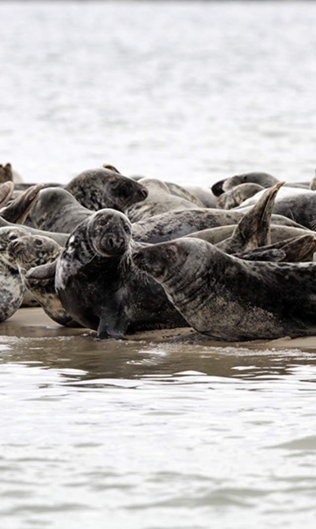 Seals