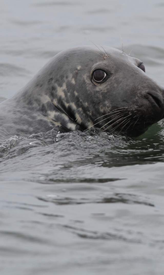 seal