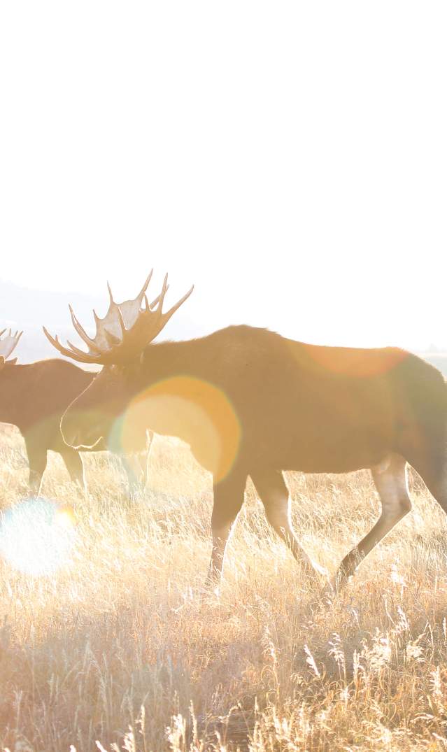 three bull moose