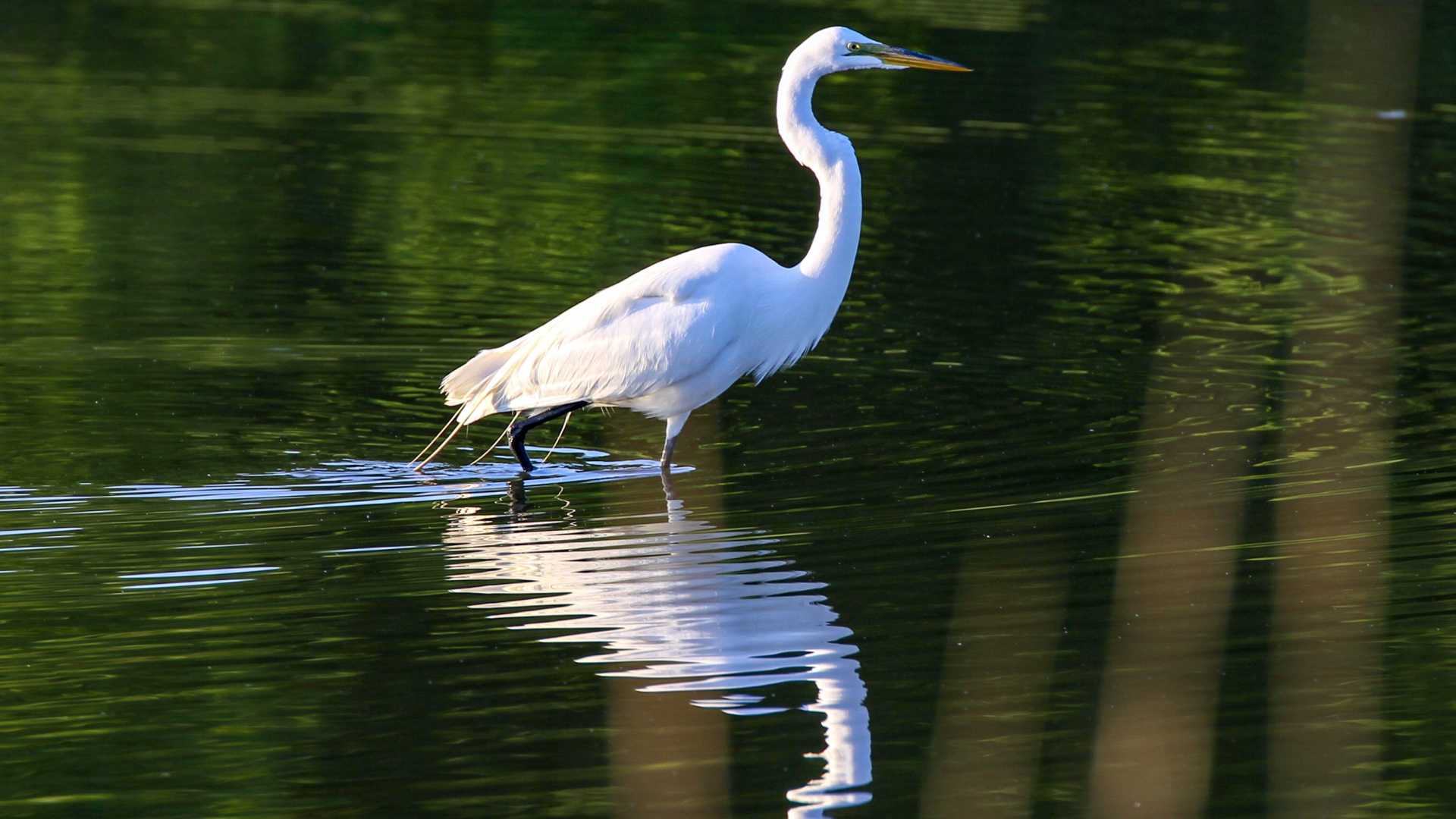 Birding - Baytown