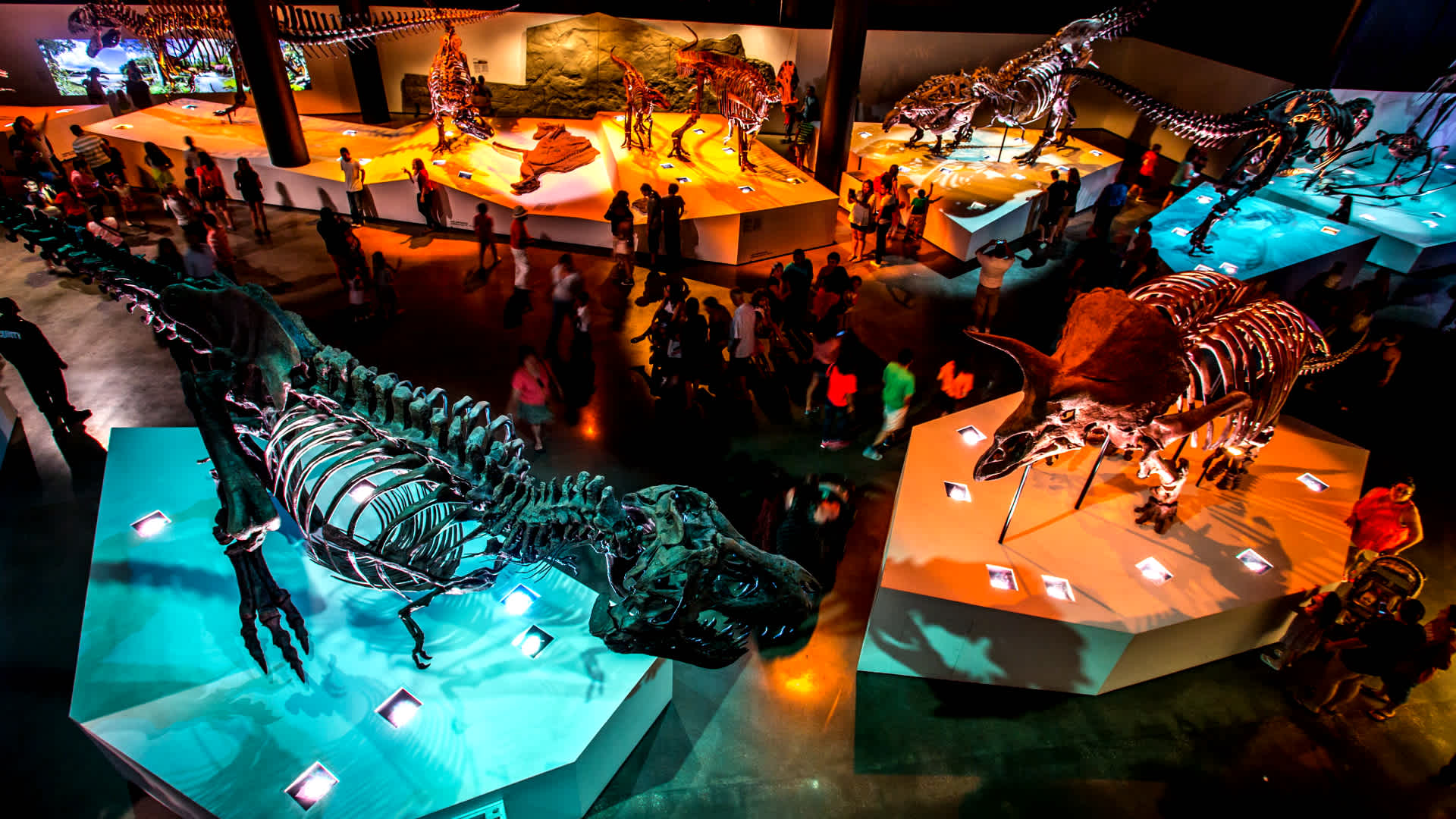 Museum of Natural Science Dinosaur Exhibit floor