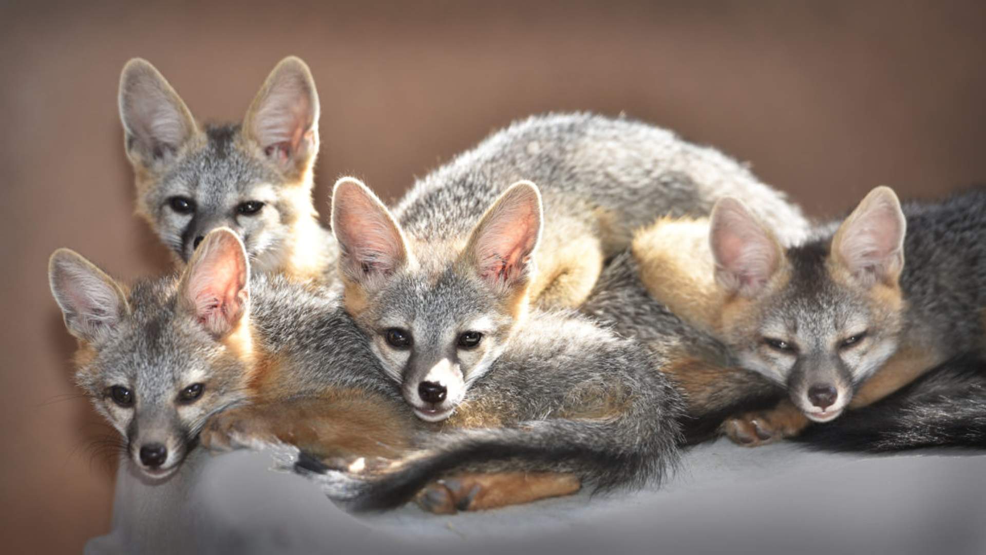 new-mexico-mammals-animals-of-new-mexico-laminated-wildlife-guide